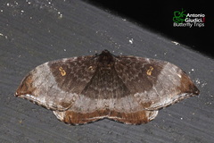 Cyclidia orciferaria