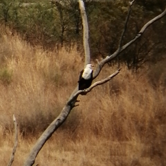 Haliaeetus vocifer