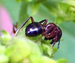 Myrmentoma