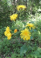 Crepis sibirica