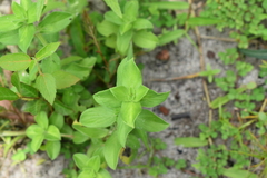 Commelina benghalensis