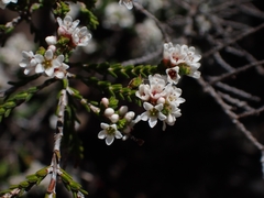 Micromyrtus ciliata