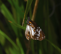 Danaus affinis