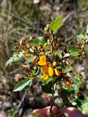 Podolobium ilicifolium