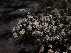 Micromyrtus ciliata