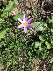 Colchicum lusitanum