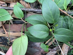 Vincetoxicum barbatum