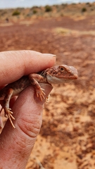 Tympanocryptis intima