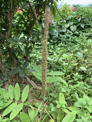 Uraria crinita