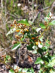 Podolobium ilicifolium