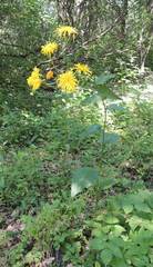 Crepis sibirica