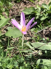 Colchicum lusitanum