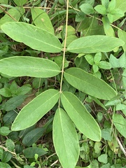 Uraria crinita
