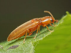Porthmidius austriacus