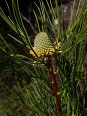 Isopogon anethifolius