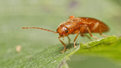 Porthmidius austriacus