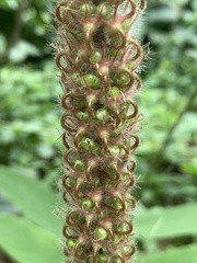 Uraria crinita