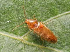 Porthmidius austriacus