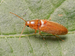 Porthmidius austriacus