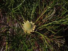 Isopogon anethifolius