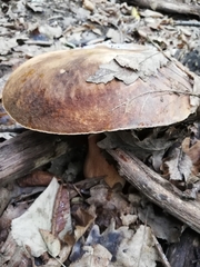 Boletus aereus