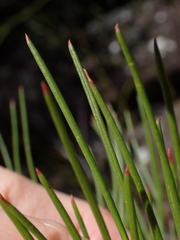 Isopogon anethifolius