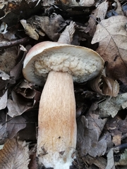 Boletus aereus