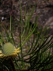 Isopogon anethifolius