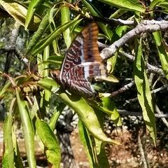 Charaxes jasius