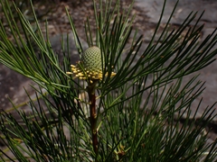 Isopogon anethifolius