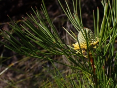 Isopogon anethifolius