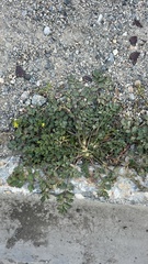 Potentilla paradoxa