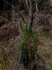 Isopogon anethifolius