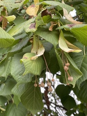 Tilia platyphyllos