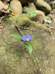 Commelina auriculata