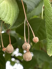Tilia platyphyllos
