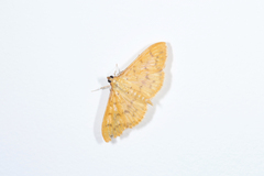 Patania balteata