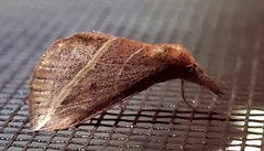 Phyprosopus callitrichoides