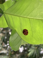Harmonia dimidiata
