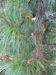 Pinus sibirica