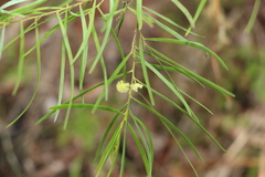 Acacia viscidula