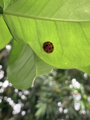 Harmonia dimidiata