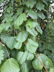 Tilia platyphyllos