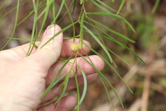 Acacia viscidula