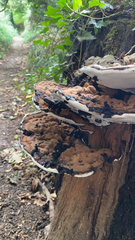 Ganoderma brownii