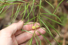 Acacia viscidula