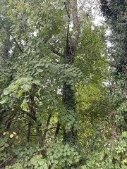 Tilia platyphyllos