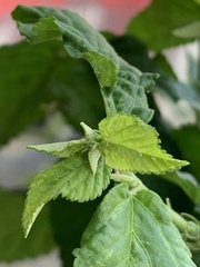 Sida rhombifolia