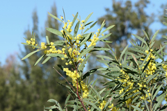 Acacia rubida