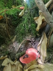 Fistulina hepatica